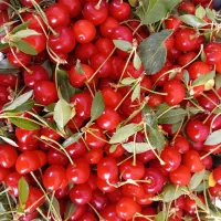 گیلاس