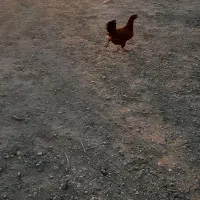 خروس گلین|حیوانات مزرعه|نسیمشهر, |دیوار