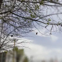 اجاره خانه رایگان ویلایی سورشجان