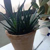 کاکتوس وساکولنت