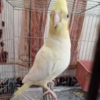 عروس هلندی لوتینو ماده|پرنده|ملایر, |دیوار