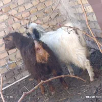 دوراس بزغاله چاق و چله گوشتی