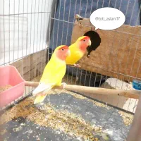 فنچ عروس هلندی گرینچیگ پرنده مرغ عشق برزیلی قناری|پرنده|صباشهر, |دیوار