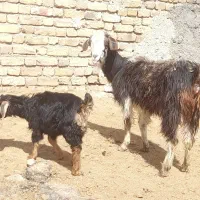 بزبابزغاله|حیوانات مزرعه|زنجان, |دیوار