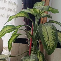 گل دیفن باخیا بزرگ|گل و گیاه طبیعی|مریوان, |دیوار