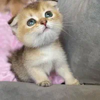 گربه اسکاتیش بریتیش گلد|گربه|ارومیه, |دیوار