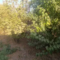 باغ