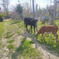 یک راس گاو تازه زایمان کرده شیری باگوساله۲ماه نر