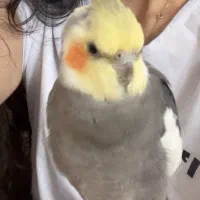 گمشده عروس هلندی|حیوانات|قم, زند آباد|دیوار