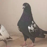 کفتر نر