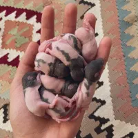 غذای ماهی مانستر رت