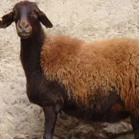 بره نر کشتاری