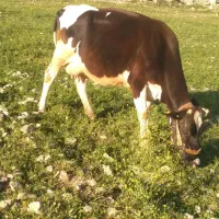 گاو خونگی با گوساله سمینتال شیرا