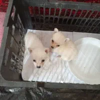 پامرین سایزصفر