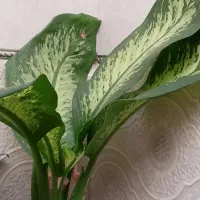 اولی رد استار خاص تمرین اگلونما قیمت ۳۸۰ تومن|گل و گیاه طبیعی|مراغه, |دیوار