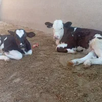 گوساله|حیوانات مزرعه|مسجد سلیمان, |دیوار