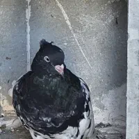 تعداد شش عدد کبوتر کله سیاه یک عدد کله‌سار‌الماسی