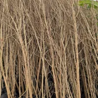 نهال‌های سالم انار برای کاشت