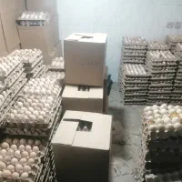 تخم مرغ محلی|خوردنی و آشامیدنی|ارومیه, |دیوار