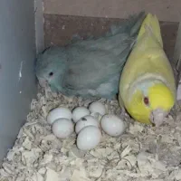 طوطی پروتلت ماده آبی و سبز و جفت چشم قرمز لوتینو