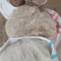 پشم گوسفند خالص و شسته شده و پشم شتر|رختخواب، بالش، پتو|کهریزک, |دیوار