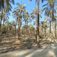 تعداد۸۰اصل نخل|گل و گیاه طبیعی|وحدتیه, |دیوار