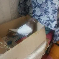 کفتر کله دم نر