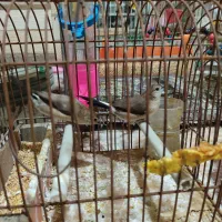 فنچ پاکستانی بخون