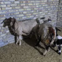 گوسفند یا میش با بره یک عدد بختیاری یک عدد کردی