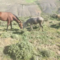 الاغ خر|حیوانات مزرعه|سارال, |دیوار