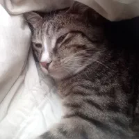 گمشده|حیوانات|آق قلا, |دیوار