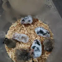 همستر|موش و خرگوش|اهواز, سپیدار|دیوار