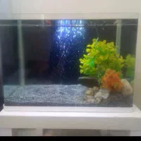 ماهی و آکوارییم