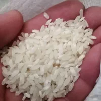 فروش برنج