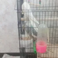 عروس هلندی|پرنده|فولادشهر, C3|دیوار