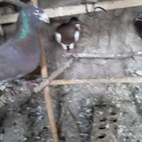 کفتریهودی نرسرخ وسار|پرنده|صادق آباد, |دیوار