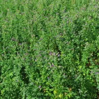 یونجه خرمنکوب شده