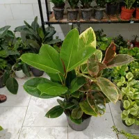 فیکوس افوربیا قاشقی off|گل و گیاه طبیعی|یزد, |دیوار