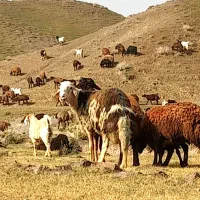 قوچ بروجردی