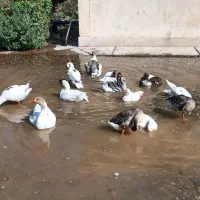 تعدادی بوقلمون و غاز|حیوانات مزرعه|انبارآلوم, |دیوار