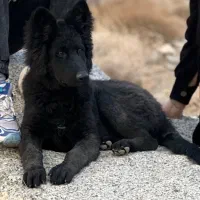 سگ ژرمن بلک موبلند کینگ سایز