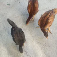 لاری بچه وفریح