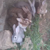 خرگوش نژاد کوهی