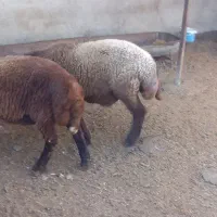 گوسفند نر ماده