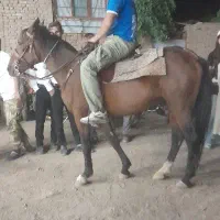 اسب مادیون یورقه ۳۰تا