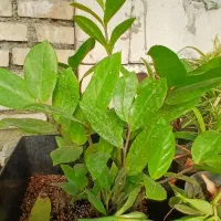 فروش انواع گل ها