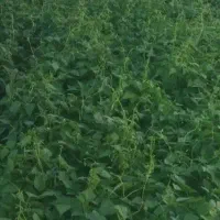 کارگر لوبیا چین زرنگ