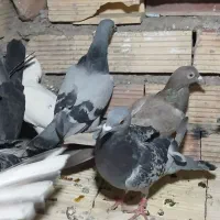 کفتر