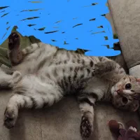 گربه نر ۴ماهه بازیگوش
