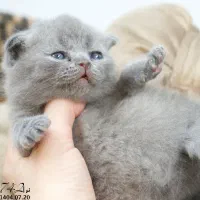 بچه گربه اصیل|گربه|تبریز, |دیوار